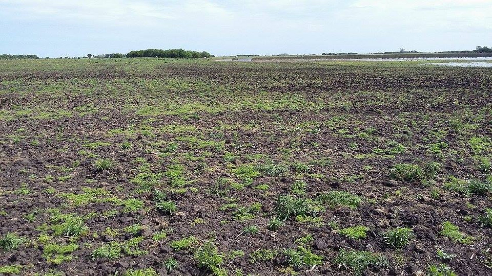 6 Ha. Zona Gral. Madariaga (Codigo: 209389)