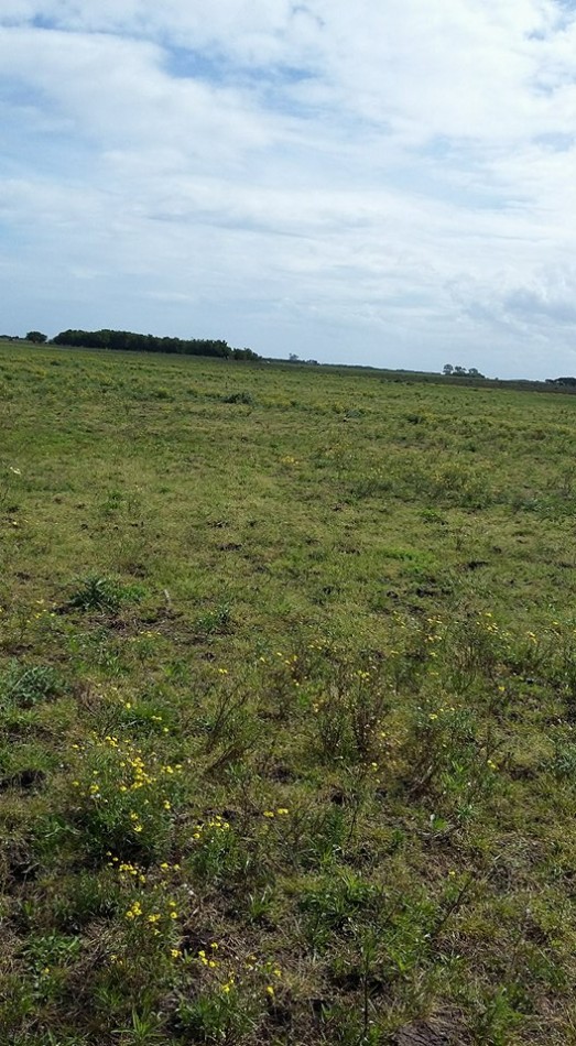 6 Ha. Zona Gral. Madariaga (Codigo: 209389)