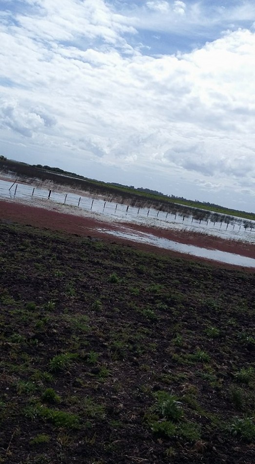 6 Ha. Zona Gral. Madariaga (Codigo: 209389)