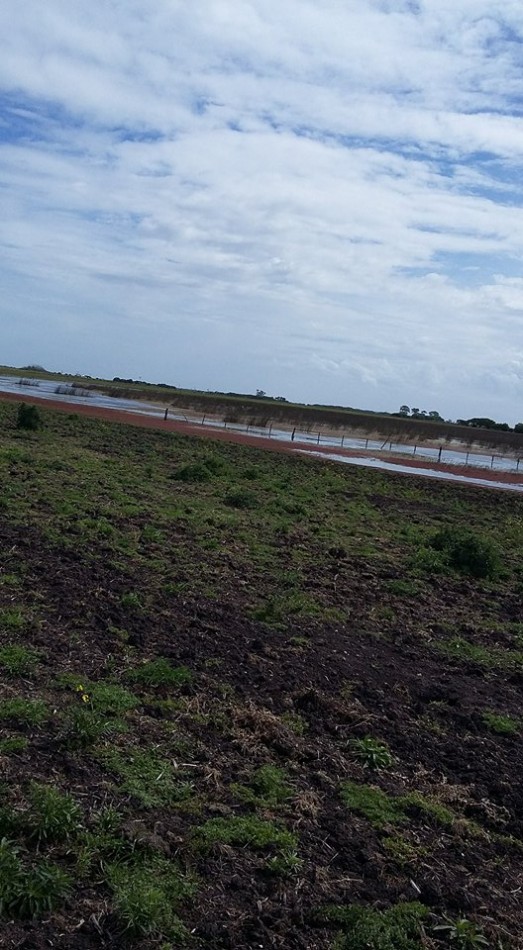 6 Ha. Zona Gral. Madariaga (Codigo: 209389)