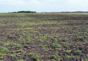 6 Ha. Zona Gral. Madariaga (Codigo: 209389)