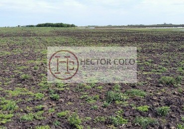 6 Ha. Zona Gral. Madariaga (Codigo: 209389)